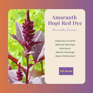 May include: Image of Amaranth Hopi Red Dye seeds. The image shows a close-up of the plant with deep red leaves and flower spikes. Text on the right lists features: vigorous growth, natural red dye, heirloom, native heritage, and open-pollinated. The package contains 100 seeds.