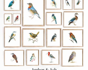 Vintage vogelkunst aan de muur, botanische illustraties (digitale download)