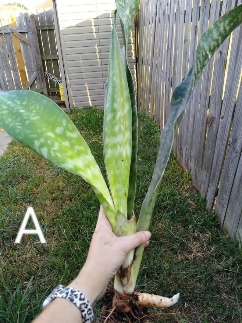 Whale fin snake plant sansevieria masoniana. Large 3 ...