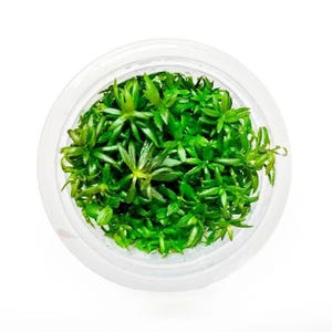 Limnophila aromatica Tissue Culture Aquarium Plants