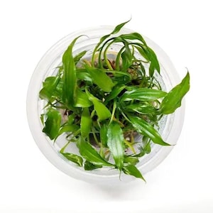 Anubias auriculata Tissue Culture Aquarium Plants