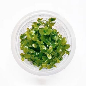 Bacopa caroliniana &#39;Colorata&#39; Tissue Culture Aquarium Plants