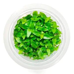 Staurogyne repens Live Tissue Culture aquarium plants