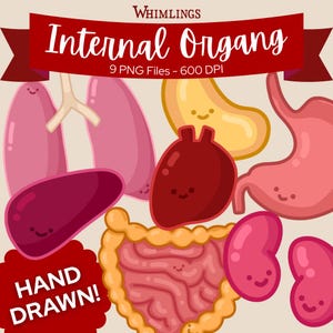 May include: A set of cartoon illustrations of internal organs, such as lungs, a heart, stomach, liver, kidneys, and intestines. The image includes the text "Internal Organs" and "Hand Drawn!"