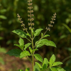 Rare Krishna Tulsi Seeds (40): Purple Holy Basil, Vintage Origami Packet, Garden Gift