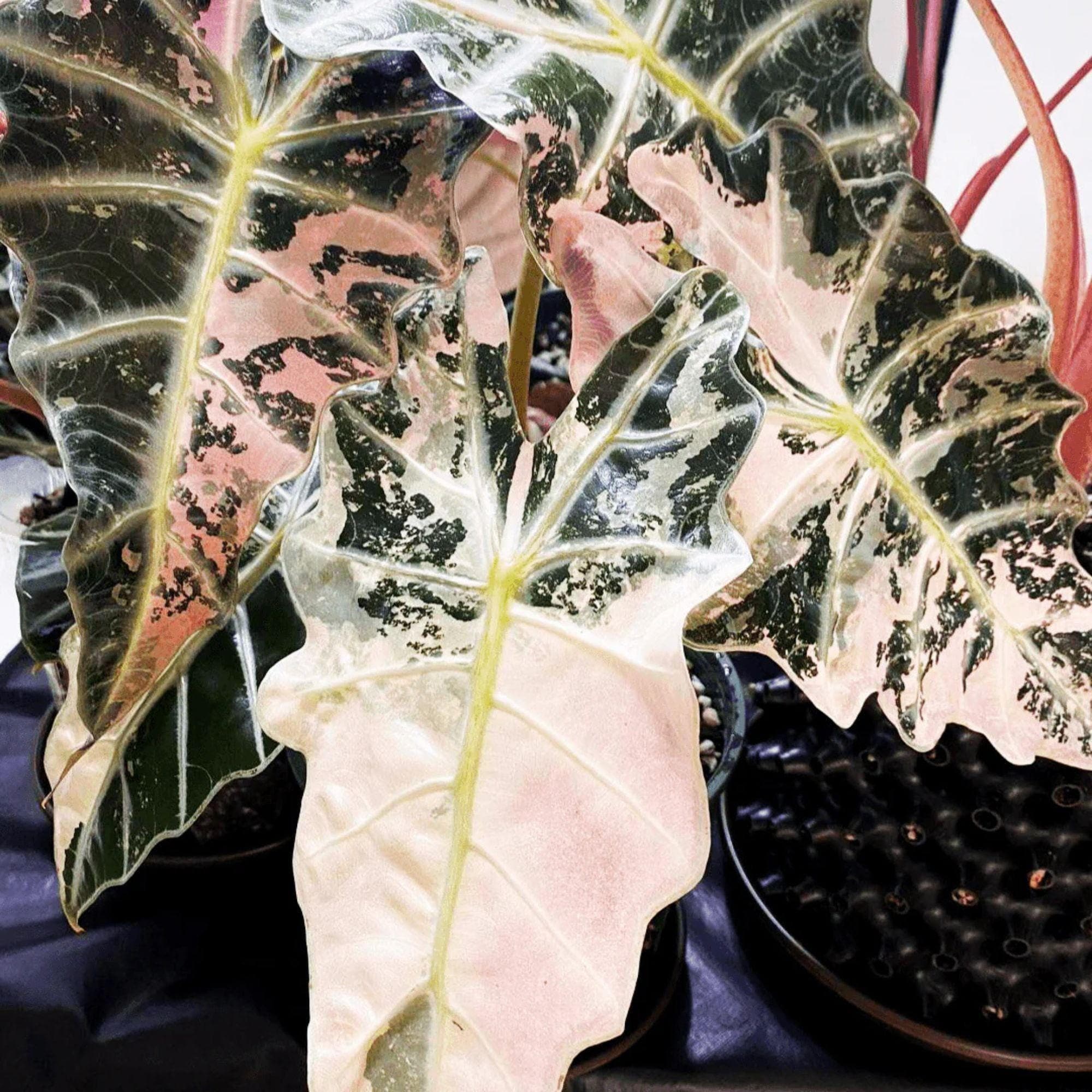 Variegated Alocasia Polly - Etsy Canada