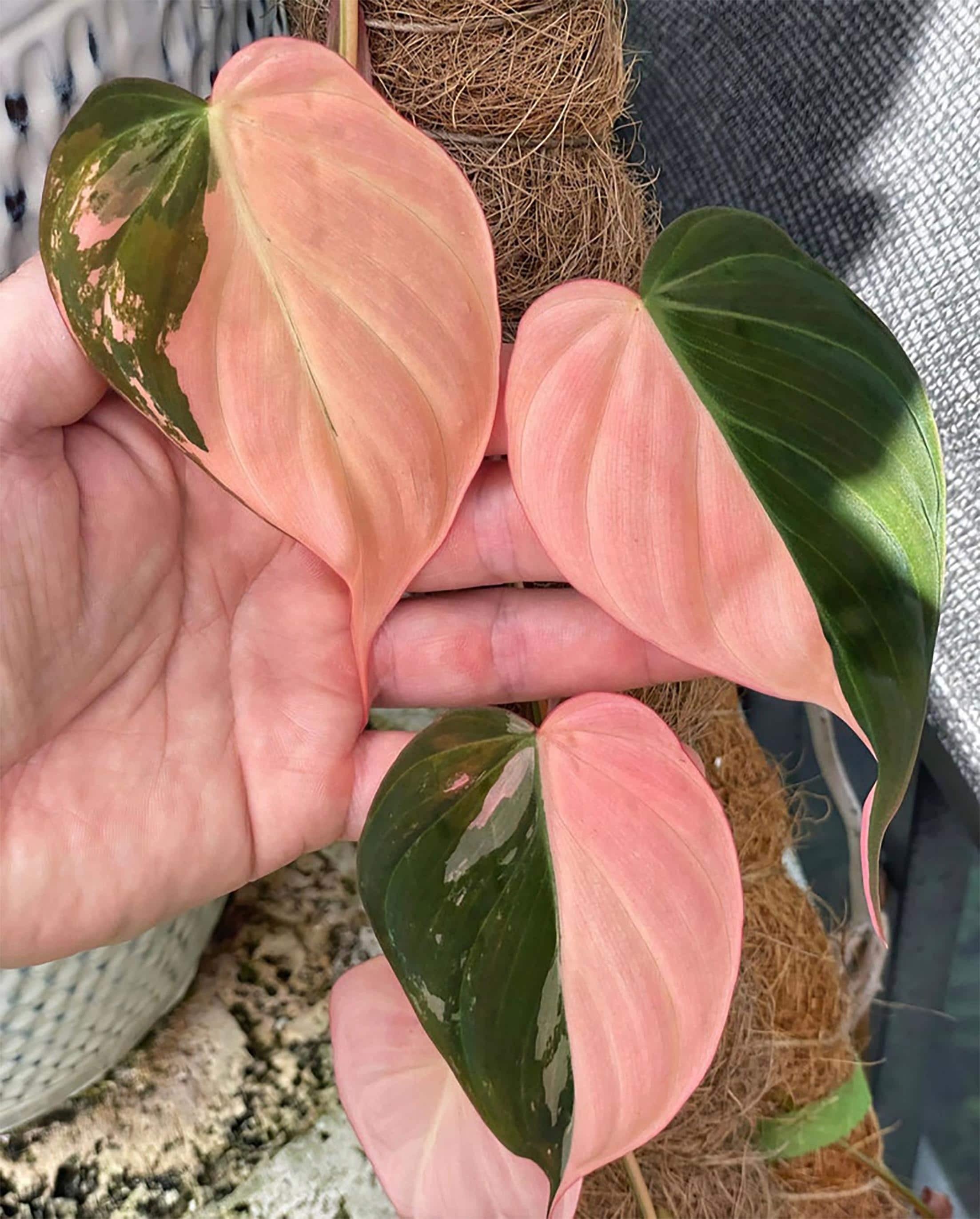Philodendron micans pink variegated - Etsy 日本