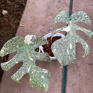 Monstera electro light - Etsy 日本