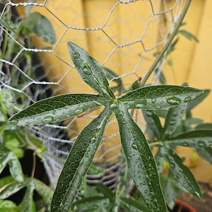 Passiflora cearulea cuttings