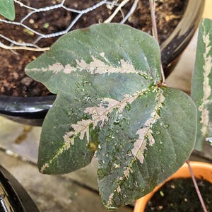 Passiflora fasciata cuttings