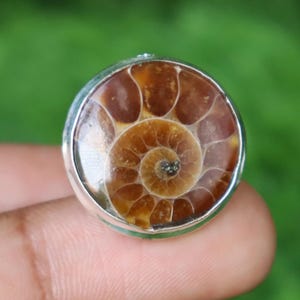 Puede incluir: Un anillo redondo de plata con un fósil de amonita pulido. El fósil muestra un patrón en espiral en tonos marrones y ámbar, protegido por una capa transparente. El anillo se encuentra sobre un fondo verde borroso.
