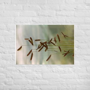 Mosquito Grass, Bouteloua grazilis
