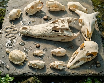 Skull Collection, Real Animal Skulls, including Fox, Ostrich, and Mink - Osteology Study, Gothic Home Decor, Crafts