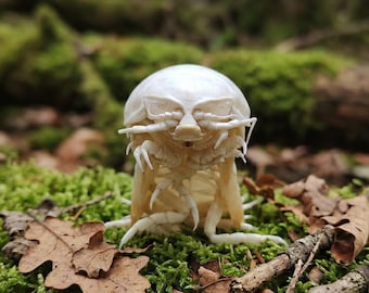 Giant isopod specimens, standing postures, rare treasures, and unique dark collegiate-style home décor.