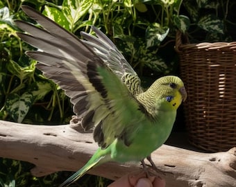 Real Taxidermy Green Parrot | Spread Wings Standing Pose | Wild Type Budgie 3.2" Miniature|Emerald Action Bird | Dark Academia Forest Decor