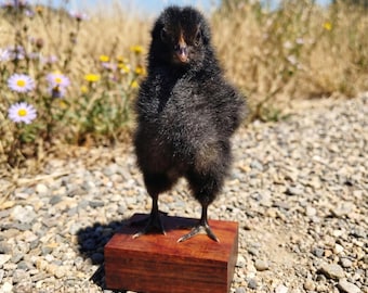 Real Black Chick Specimen | Dark Academia Decor | Oddities & Curiosities | Unique gift