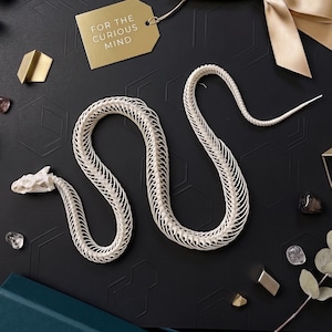 Echt compleet slangenskeletmonster | Geleed reptielenbeen | Rariteitenkabinet Curiosa | Gotisch woondecoratie.