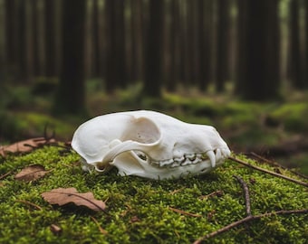Real Fox Skull Taxidermy | Fox Skull Bone | Vulture Culture Oddities | Dark Academia Pagan Altar | Osteology Study Decor | Whitened