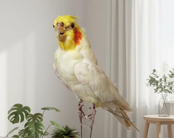 Ejemplar auténtico de cacatúa ninfa, arte de taxidermia de aves, estilo gótico pastel, decoración naturalista para el hogar, rarezas y curiosidades.