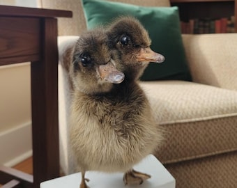 Real Taxidermy Two Headed Duckling | Gray Mallard 8" Large | Bicephalic Oddities | Rogue Taxidermy Art | Gothic Dark Academia Decor