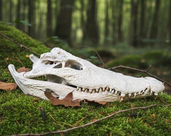 Real Alligator Specimen |Reptile Skull | Swamp Gothic Decor | Apex Predator Specimen | Oddities Curiosities