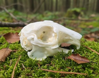 Real Rabbit Skull Taxidermy | Bunny Bone Specimen | Cottagecore Easter Decor | Vulture Culture Oddities | Gothic Jewelry Supply | Whitened