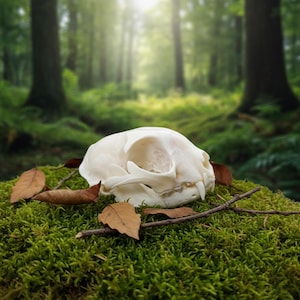 Real Felines Skull Taxidermy  | North American Predator |  Feline Osteology | Vulture Culture Oddities | Gothic Decor.
