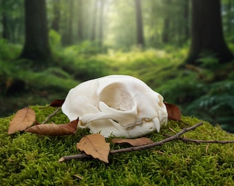 Real Felines Skull Taxidermy  | North American Predator |  Feline Osteology | Vulture Culture Oddities | Gothic Decor.