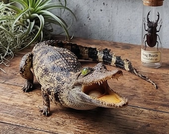 Real Alligator Specimen, Specimen Curio Oddity, Home Office Desk Decor, Naturalist Collector Gift.