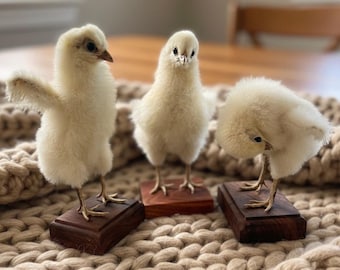 Real Taxidermy Chick Specimen | Baby Chicken | Natural History Art | Oddities Curiosities | Dark Academia Cottagecore Decor | Easter Gift