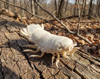 Real Isopod Specimen (10cm), Deep Sea Marine Crustacean Taxidermy, Cabinet of Curiosities, Oddity Collection, Unique Science Gift.