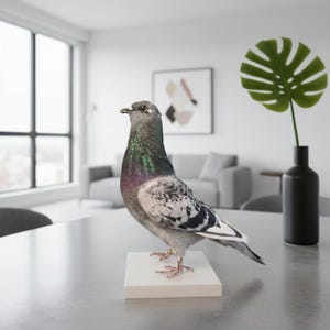 Taxidermy pigeon - Etsy 日本