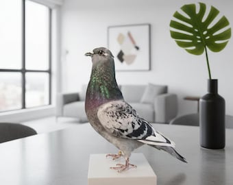 Real Taxidermy Grey Pigeon | Rock Dove Bird Mount | Iridescent Neck | Urban Gothic Decor | Oddities Curiosities | Dark Academia Art Prop