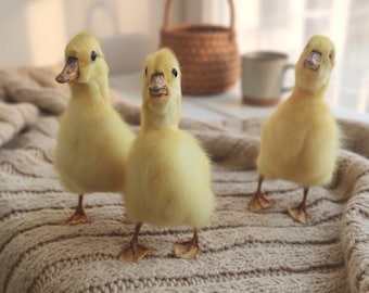 Real Taxidermy Gosling | Baby Goose Specimen | Large Yellow Bird | Cottagecore Farmhouse Decor | Natural History Oddities Curiosity