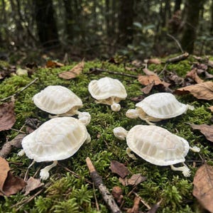 Ejemplar de tortuga taxidermia real / Tortuga / Curiosidades de la historia natural / Estudio de herpetología / Gabinete de curiosidades de la academia oscura