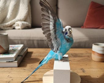 Real Taxidermy Blue Parrot | Spread Wings Flying Pose | Sky Blue Budgie 3.2" Miniature | Sapphire Action Bird | Minimalist Air Decor Art