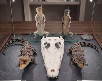 Ethisch bezogene Alligator Taxidermy Kollektion | Totenschädel, stehend, kriechend Naturgeschichte Kuriositäten Zoologie Specimen.