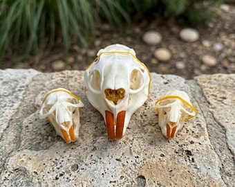 Real Nutria and Muskrat Skull Specimen | Ethical Bone Art | Orange Teeth Rodents | Dark Academia Decor | Oddities Collection.