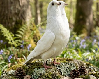 Real  white dove specimens, two-headed, exotic gifts, rare treasures, Gothic home decor.