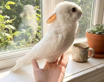 Real rabbit and pigeon specimens | Alternative art | Unique gifts | Rare treasures | Dark academy gothic home decor