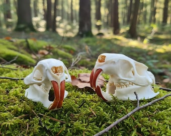 Real Nutria Skull Taxidermy | Coypu River Rat Bone | Natural Orange Teeth | Swamp Gothic Oddities | Vulture Culture Decor | Whitened