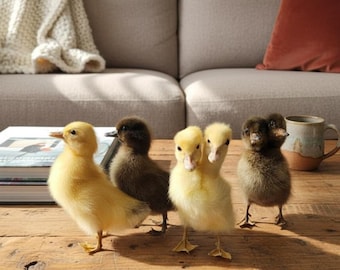 Real Taxidermy Duckling | Two Headed & Single Head | Yellow and Gray Mallard | Large Juvenile Bird | Bicephalic Oddities | Rogue Art Decor