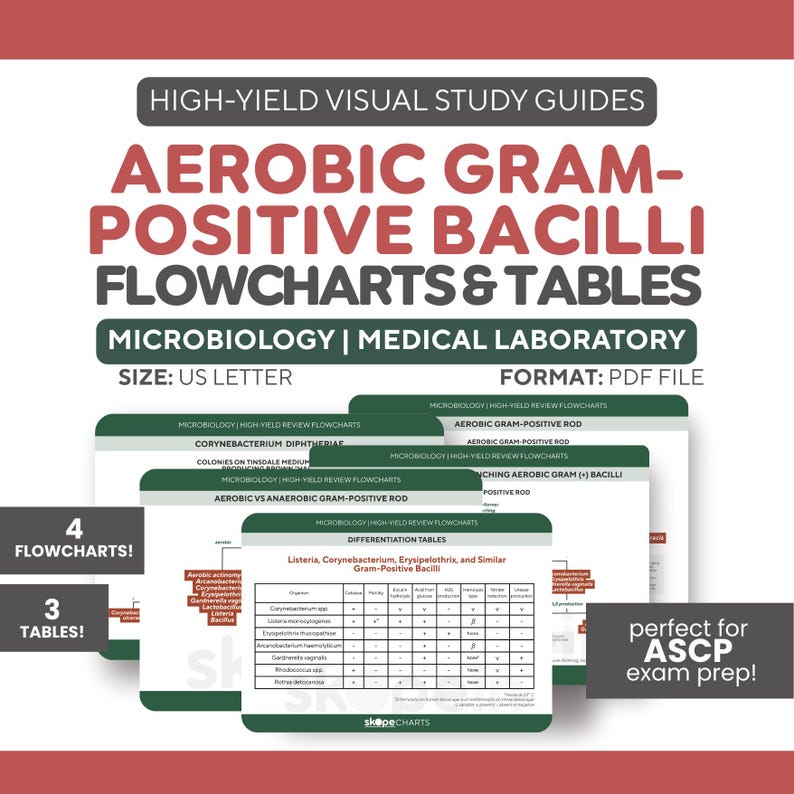 Visual Suds Guide.pdf Aerobic Gram-positive Bacilli Flowcharts and Tables | Microbiology ...