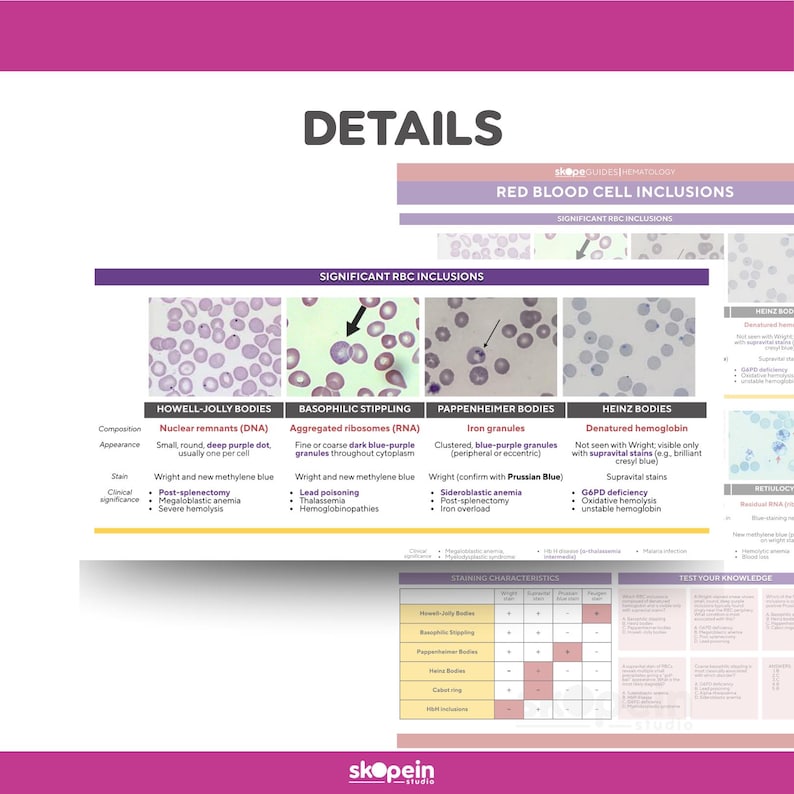 Red Cell Inclusions Chart Hematology Part 1 BUNDLE Reviewer Quick Reference Review Guide: MLS ...