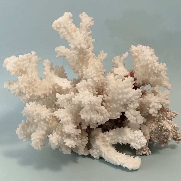 Genuine Branch Sea Coral Cluster, Ocean Reef Aquarium Coastal Beach Decor, Natural Sea Coral, Nautical Decor
