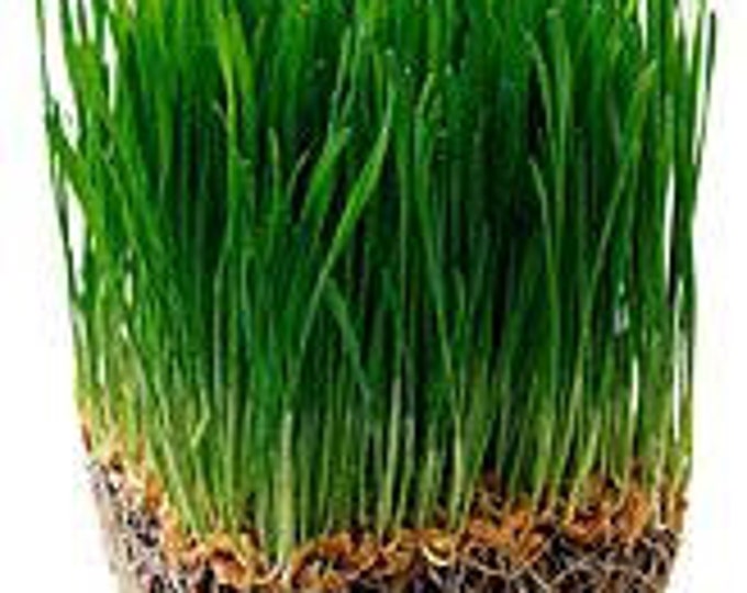 Heirloom 1/2lb Wheat Seed, Wheat Grass, for Fresh CatGrass, Wheat Juice 8 ounces