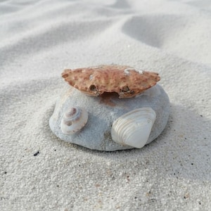 May include: A small, light gray stone with a brown crab shell on top, and two seashells. The seashells are white and beige. The scene is set on a sandy beach.