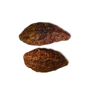 May include: Two brown, oval-shaped dried fruits with a wrinkled texture are shown against a white background. The fruits have a dark brown colour with lighter brown highlights, and their surfaces are uneven.