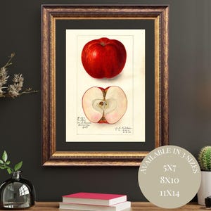 Antique Apple Watercolor Art | Botanical Fruit Illustration Showing Interior Detail | Vintage Farmhouse Kitchen Printable