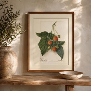 May include: A framed botanical print featuring a detailed illustration of a raspberry branch with green leaves, ripe red berries, and unripe green berries. The artwork includes handwritten text at the bottom and is encased in a brown wood frame.